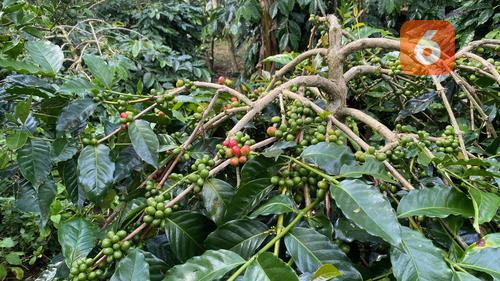 kopi