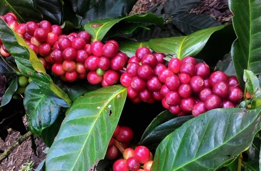 kopi